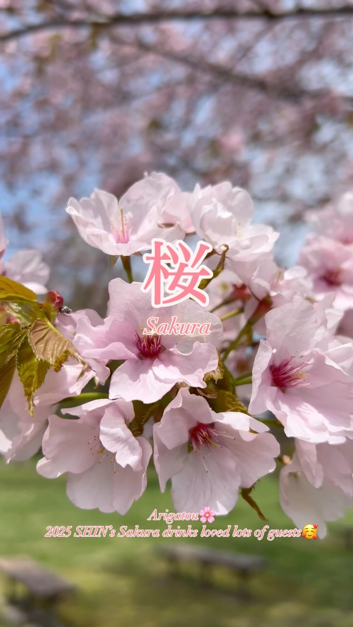 May start!
2024 May still could enjoy Sakura in Hokkaido🥹
From us Sakura is very important flower🌸 and this year our Sakura dinks loved by lots of people🥰🥰🥰
Arigatou💓

#Sakura 
#桜