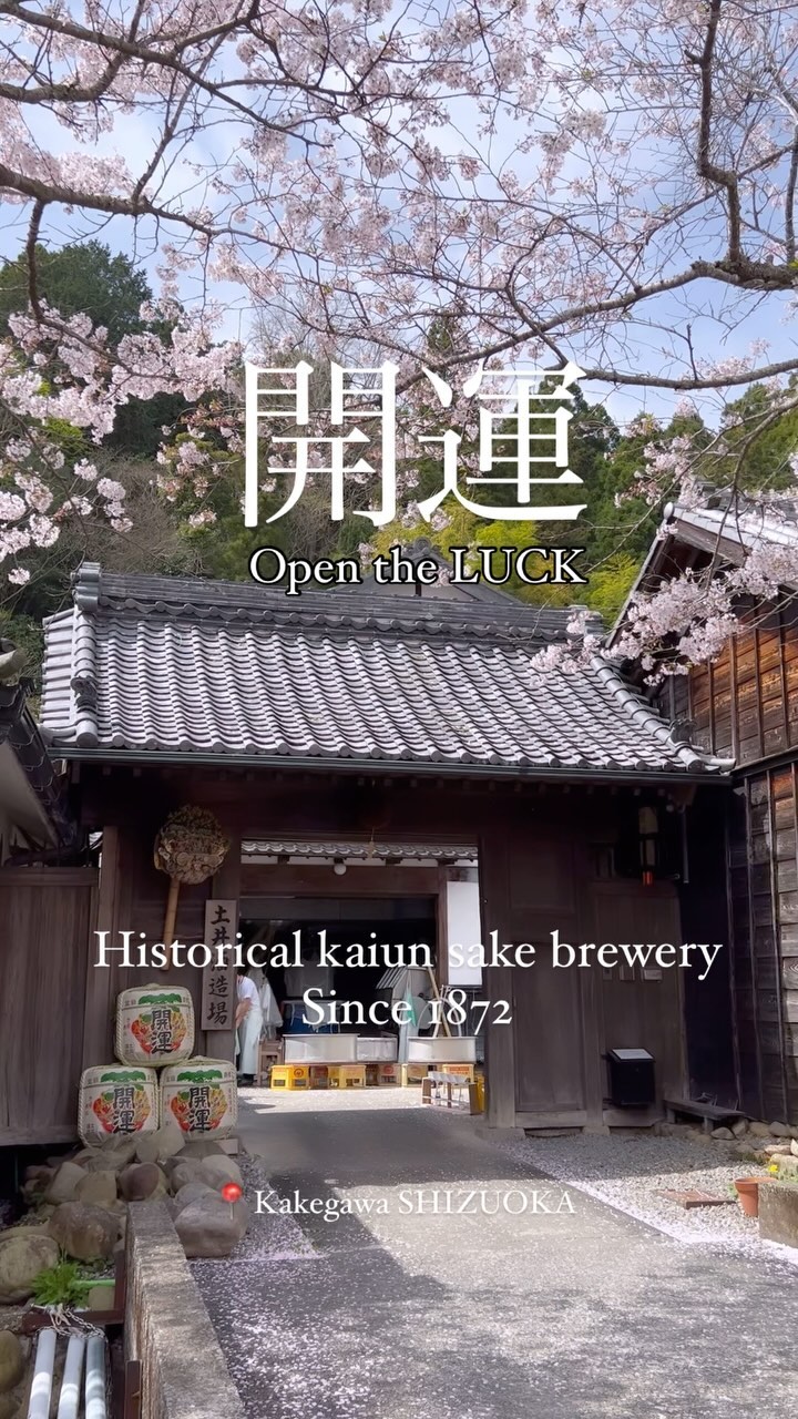 Kaiun Sake Brewery 

Customers drinking sake at SHIN that makes me very happy😊 
Get good time good experience turn to memories forever🩷🩷

#nihonshu 
#sake 
#sakebrewery 
#sakelover 
#日本酒好きな人と繋がりたい 
#日本酒好き 
#日本酒
#酒 
#sakura 
#桜 
#桜が満開
