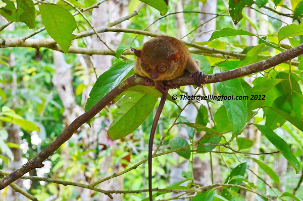 Tarsier-Bohol-Philippines Tarsier-Bohol-Philippines