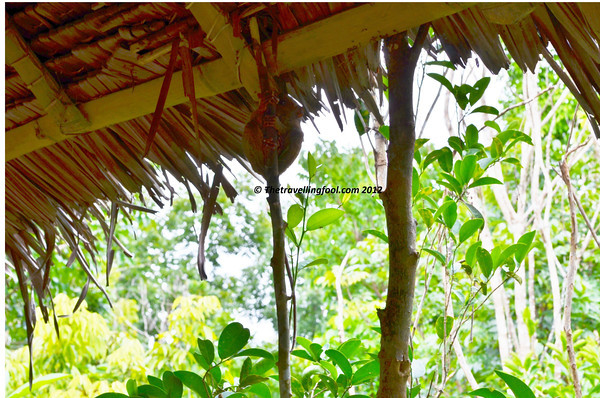 Philippines-Tarsier-Bohol Philippines-Tarsier-Bohol