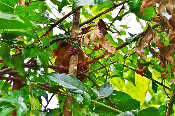 Bohol-Tarsier Bohol-Tarsier