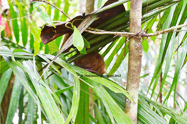 Sleeping-Tarsier-Philippines Sleeping-Tarsier-Philippines